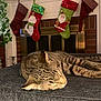 cat, tabby_cat, sleeping, fireplace, christmas_stockings, holiday_decor, indoor, furniture, gray_surface, plant, candlesticks, brick, cozy, resting, pet, home, festive, decorations, animal, relaxing