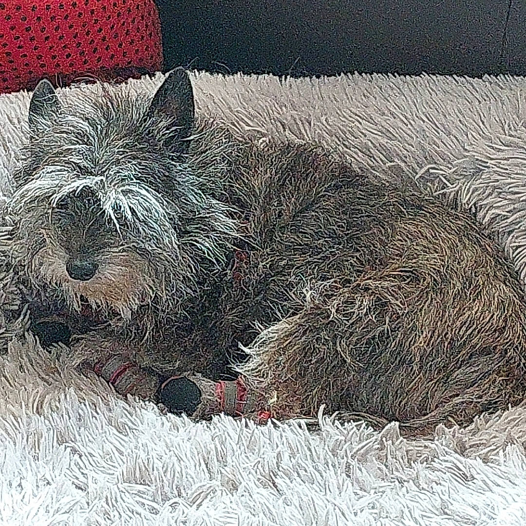 Gem joined the competition — help win amazing prizes! art, canidae, carnivore, companion_dog, dog, dog_breed, fur, grass, illustration, nap, painting, pattern, small_terrier, snout, sporting_group, suidae, tail, terrestrial_animal, water_dog, whiskers