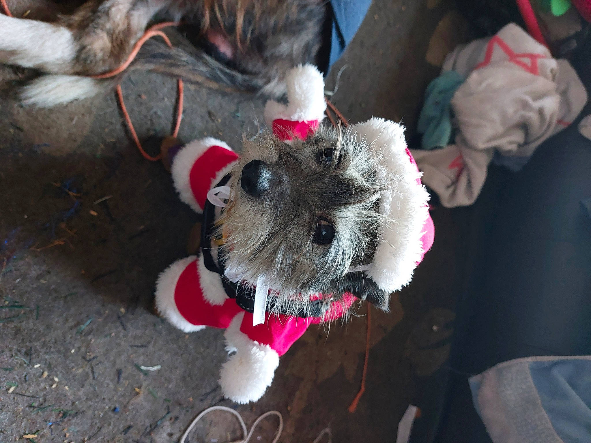 Gem joined the competition — help win amazing prizes! canidae, carmine, carnivore, collar, companion_dog, dog, dog_breed, dog_clothes, dog_collar, dog_supply, event, fashion_accessory, fur, leash, mammal, pet_supply, sporting_group, tail, toy_dog, working_animal