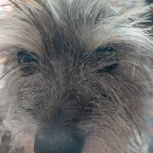 Gem is registered to the contest to win money with this photo: canidae, carnivore, close_up, companion_dog, dog, dog_breed, eye, fur, head, human_body, liver, shih_poo, small_terrier, snout, sporting_group, terrestrial_animal, terrier, toy_dog, whiskers, working_animal