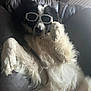 animal, black_and_white, canine, collar, comfort, cool, dog, fluffy, funny, fur, household, indoor, leather_couch, lying_down, paw, pet, relaxed, resting, shade, sunglasses