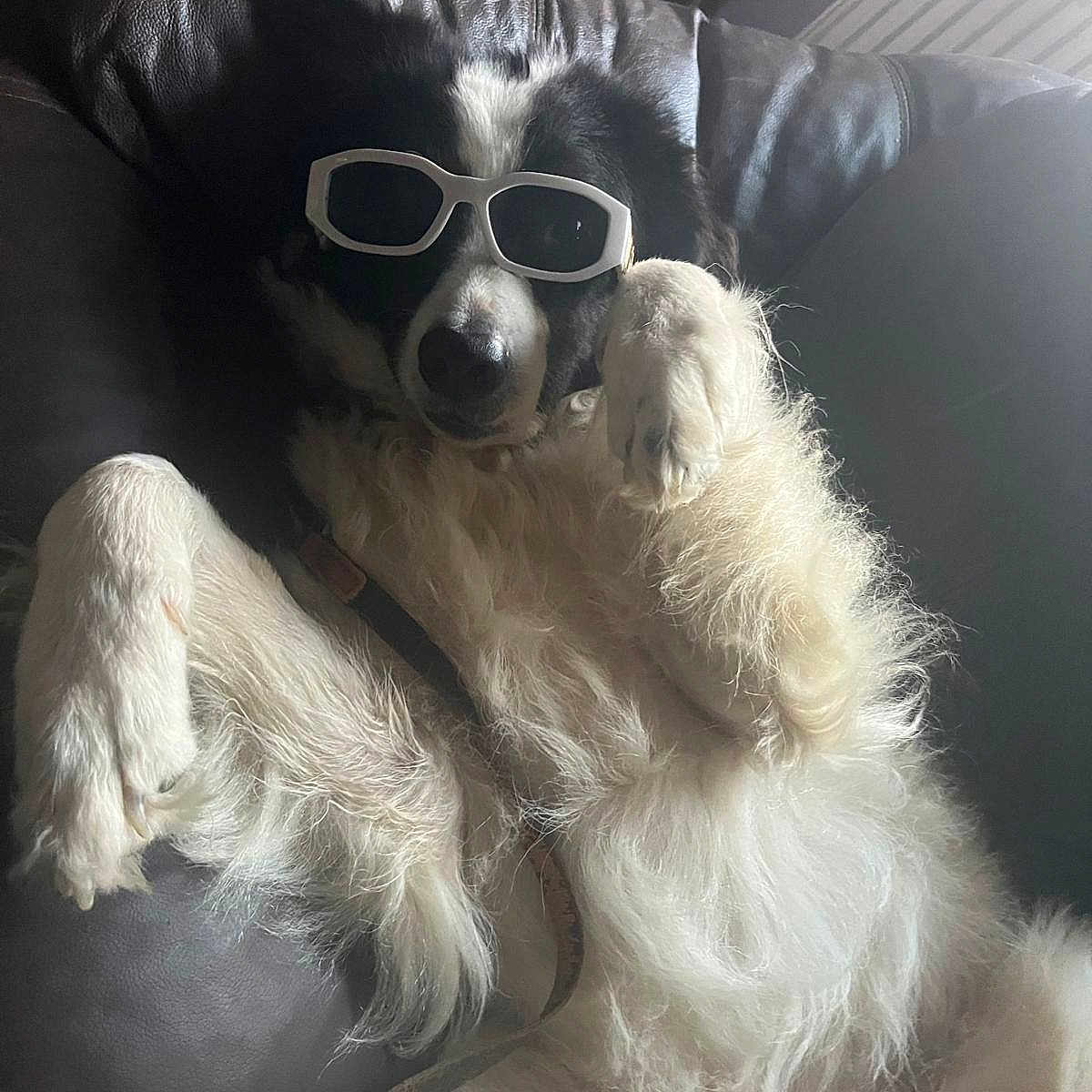 George is registered to the contest to win money with this photo: animal, black_and_white, canine, collar, comfort, cool, dog, fluffy, funny, fur, household, indoor, leather_couch, lying_down, paw, pet, relaxed, resting, shade, sunglasses