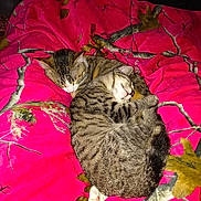 Sassy is registered to the contest to win money with this photo: animal, blanket, cat, comfort, cozy, cute, fur, indoor, mammal, paw, pet, pink_blanket, relaxation, resting, sleeping, snuggling, striped, tabby_cat, two_cats, whiskers