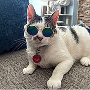 Casanova joined the competition — help win amazing prizes! accessory, animal, brick_wall, carpet, cat, cat_tree, collar, cute, feline, furniture, gray, house, indoor, pattern, paw_print, pet, relaxed, sunglasses, white, window