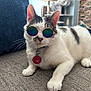 accessory, animal, brick_wall, carpet, cat, cat_tree, collar, cute, feline, furniture, gray, house, indoor, pattern, paw_print, pet, relaxed, sunglasses, white, window
