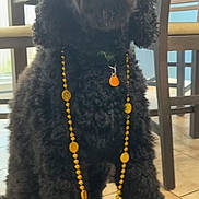 Charlie is registered to the contest to win money with this photo: dog, poodle, black_dog, sunglasses, necklace, indoors, tile_floor, pet, animal, cute, fashion, accessory, sitting, portrait, canine, furniture, chair, bright, home, stylish