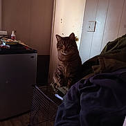 Prince is registered to the contest to win money with this photo: cat, tabby_cat, indoor, furniture, clothing, cage, door, light_switch, table, household_item, floor, wall, door_handle, fabric, pet, animal, sitting, quiet, dim_light, domestic