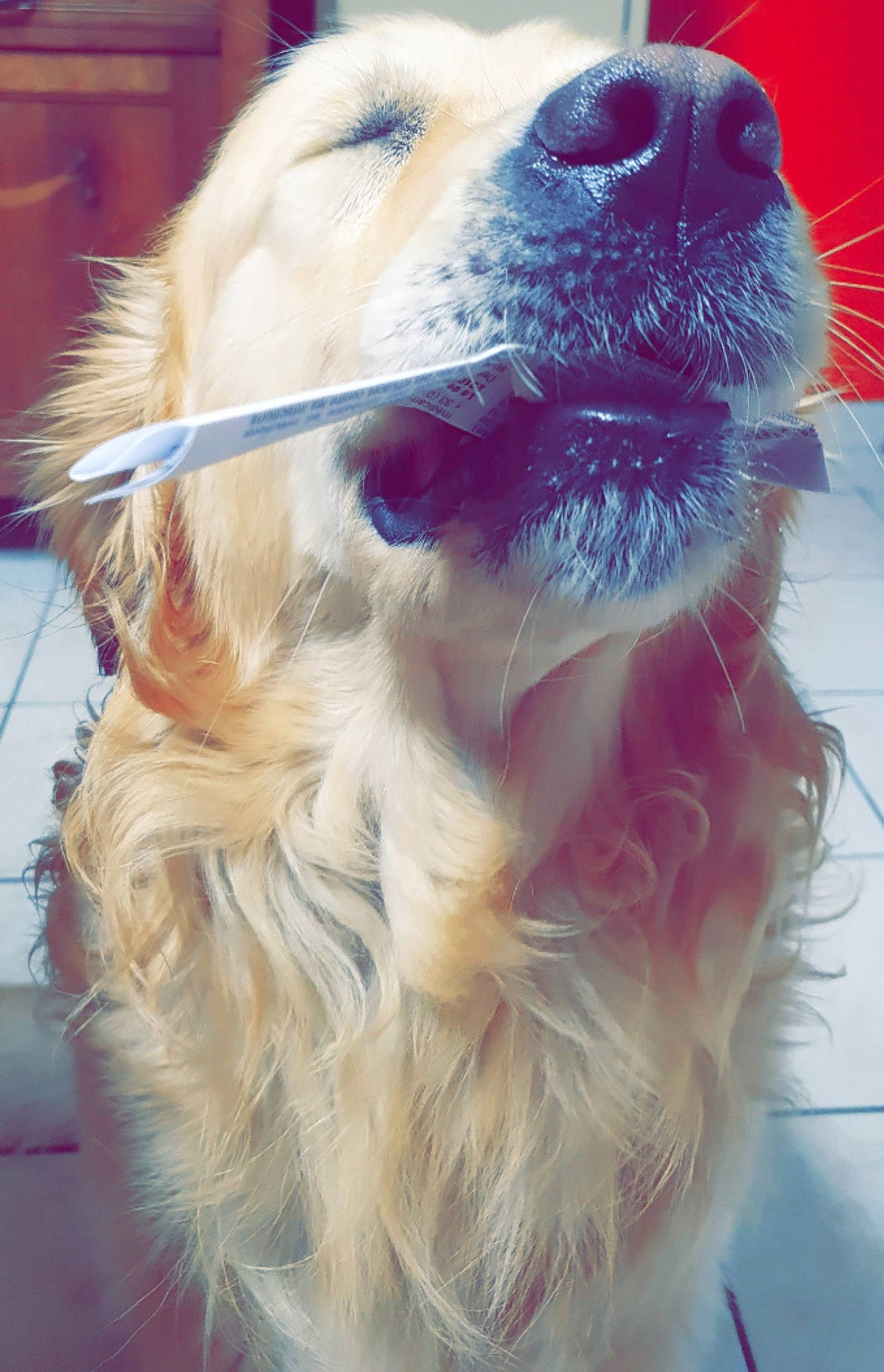 Lupin a rejoint le concours — aidez-le/la à gagner de superbes lots ! canidae, carnivore, collar, companion_dog, dog, dog_breed, dog_collar, dog_supply, fang, fawn, fur, happy, jaw, paw, pet_supply, smile, snout, sporting_group, whiskers, working_animal