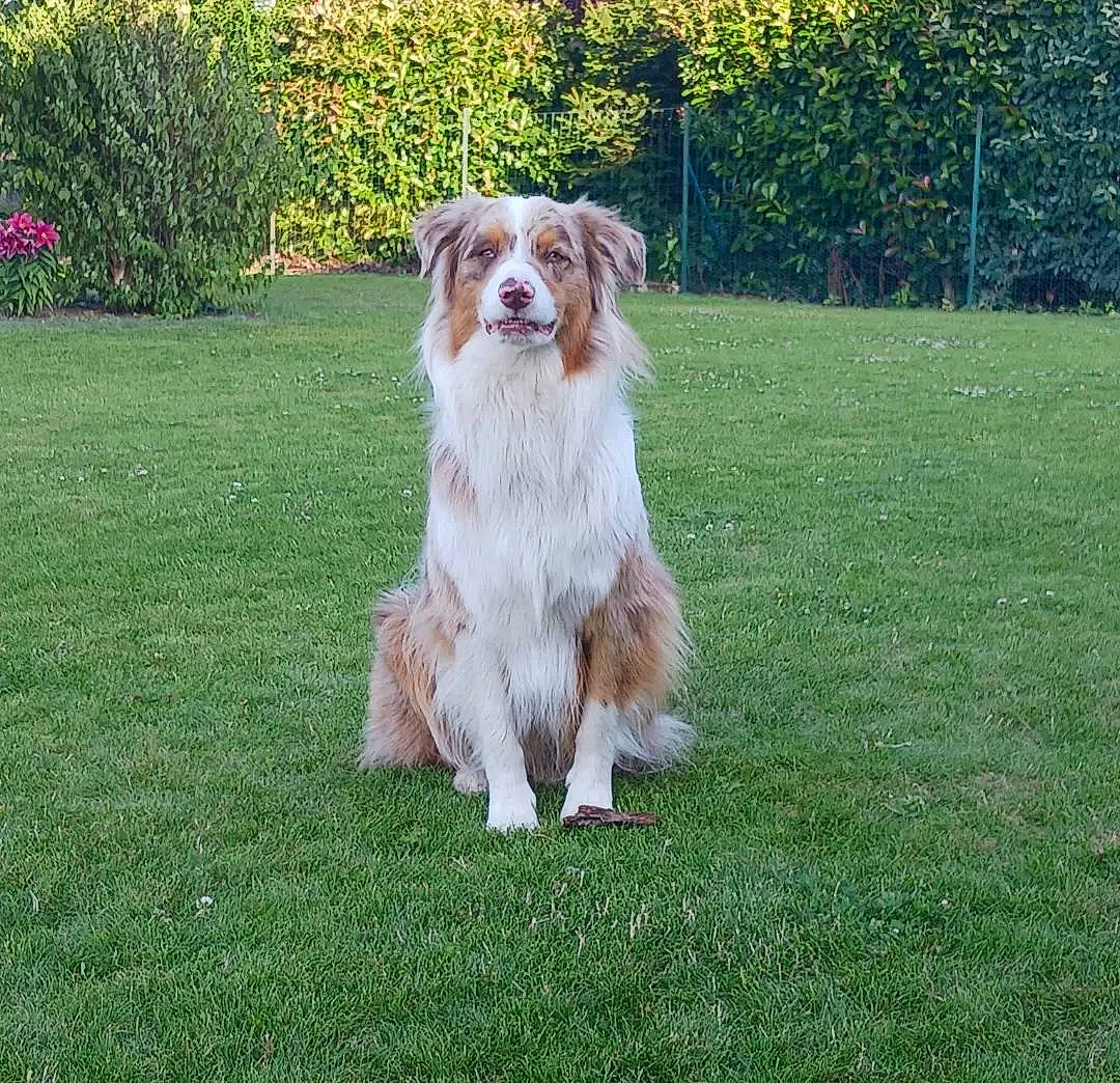 Simba participe au concours pour gagner de l'argent avec cette photo : brittany, canidae, carnivore, companion_dog, dog, dog_breed, grass, groundcover, gun_dog, kromfohrlander, lawn, liver, plant, sporting_group, toy_dog, tree, working_dog, yard