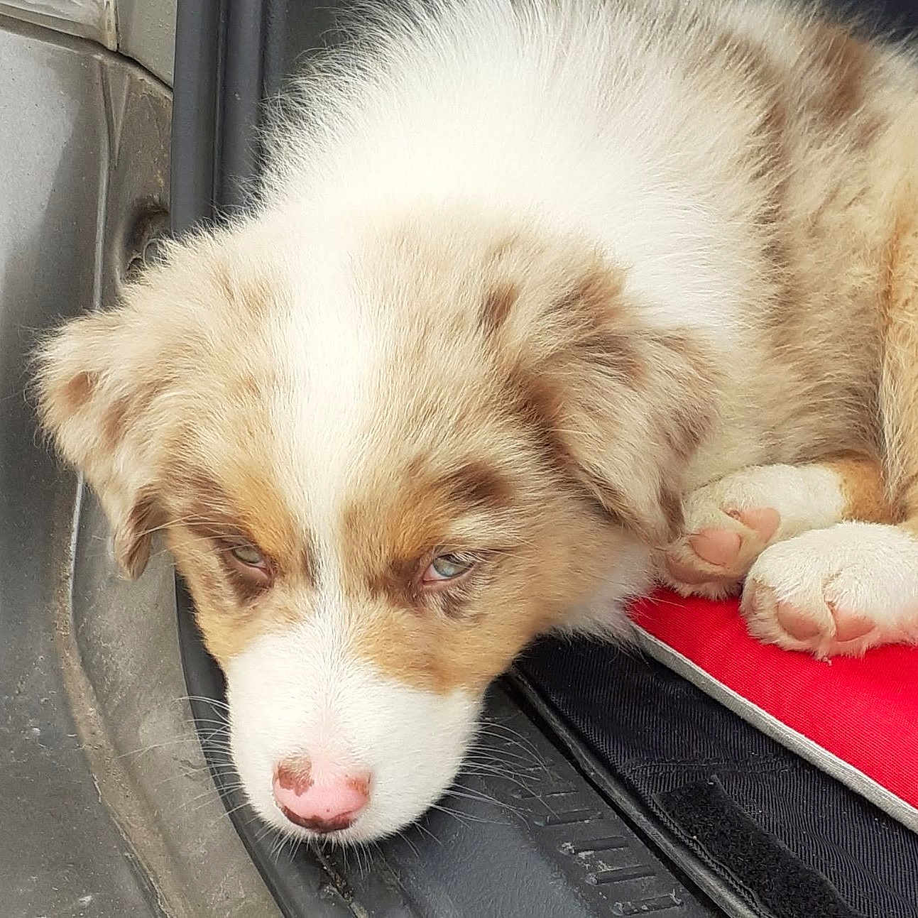 Simba a rejoint le concours — aidez-le/la à gagner de superbes lots ! animal, ball, canine, car, cat, collie, dog, football, husky, machine, person, pet, puppy, sleeping, soccer, soccerball, spoke, sport, transportation, vehicle