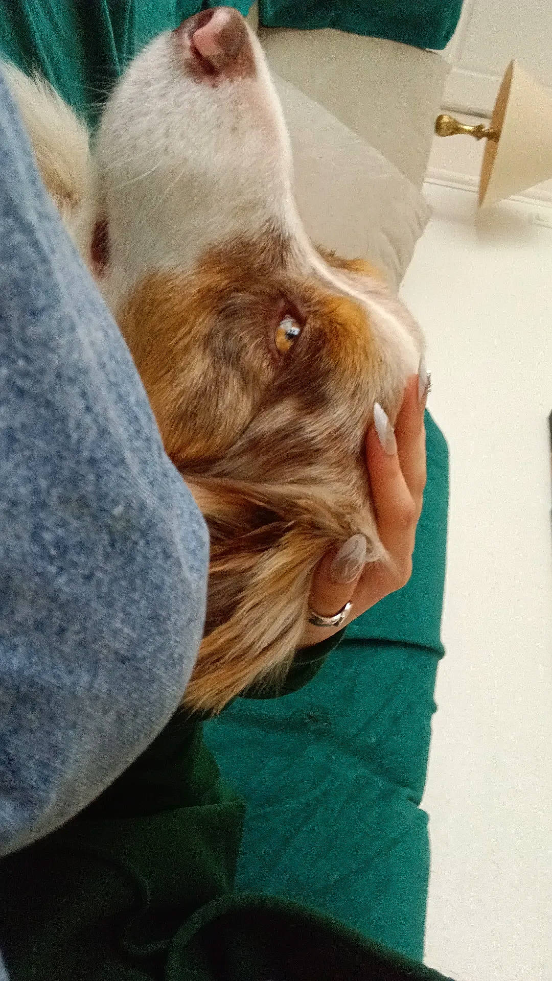 Simba a rejoint le concours — aidez-le/la à gagner de superbes lots ! carnivore, comfort, companion_dog, dog, dog_breed, ear, fawn, felidae, foot, gesture, human_body, jaw, liver, nail, small_to_medium_sized_cats, snout, whiskers, wood, working_animal, wrist