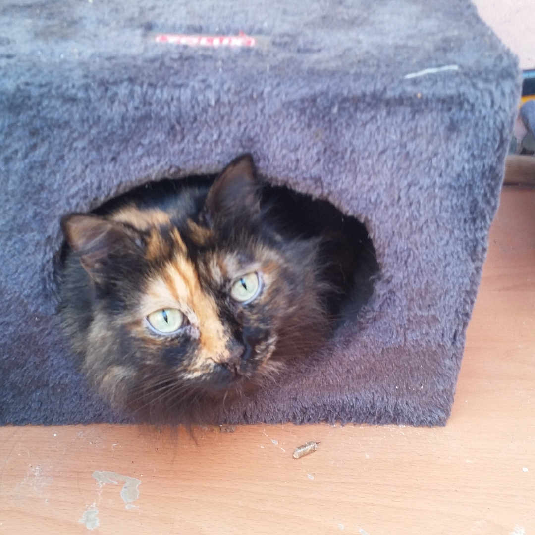 Canelle participe au concours pour gagner de l'argent avec cette photo : abyssinian, animal, architecture, blackcat, box, building, cat, den, doghouse, drawer, furniture, indoors, kennel, kitten, manx, outdoors, pet, plywood, siamese, wood