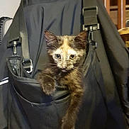Luna participe au concours pour gagner de l'argent avec cette photo : animal, bag, black_bag, cat, claws, climbing, curious, cute, domestic, ears, fur, indoor, kitten, looking, pet, pocket, resting, small, tortoiseshell, whiskers