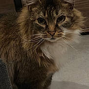 Groot participe au concours pour gagner de l'argent avec cette photo : cat, fluffy, indoor, brown_fur, white_fur, whiskers, pet, animal, feline, portrait, looking, ears, closeup, fur, domestic, eyes, muzzle, floor, wooden_furniture, curious