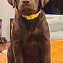 Daisy is registered to the contest to win money with this photo: puppy, dog, chocolate_labrador, yellow_collar, wooden_table, indoor, pet, canine, cute, sitting, fur, animal, young_dog, adorable, house, domestic, mammal, brown, portrait, companion