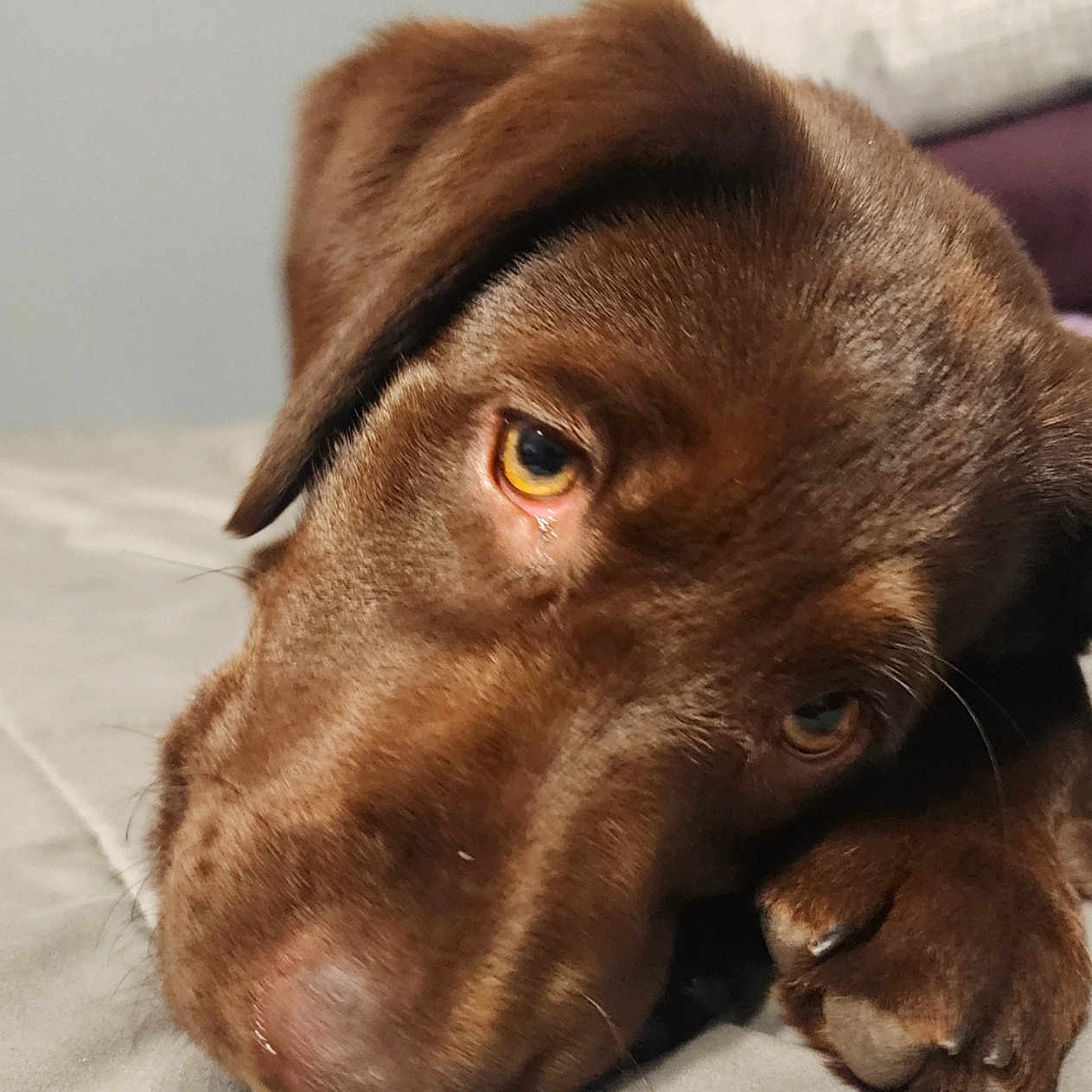 Daisy joined the competition — help win amazing prizes! animal, bed, canine, chocolate_brown, close_up, companion, cute, dog, face, fur, indoor, mammal, paw, pet, portrait, relaxed, resting, sleepy, soft_surface, young_dog