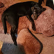 Daisy is registered to the contest to win money with this photo: dog, black_dog, stuffed_animal, teddy_bear, plush, carpet, indoor, pet, sleepy, cozy, relaxed, fur, animal, cute, resting, soft, cuddly, companion, home, comfort