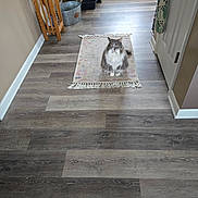 Missy joined the competition — help win amazing prizes! cat, gray_cat, white_cat, fluffy_cat, pet, indoor, rug, wood_floor, hallway, curious, sitting, home, domestic_animal, feline, flooring, yellow_eyes, looking, calm, cozy, quiet