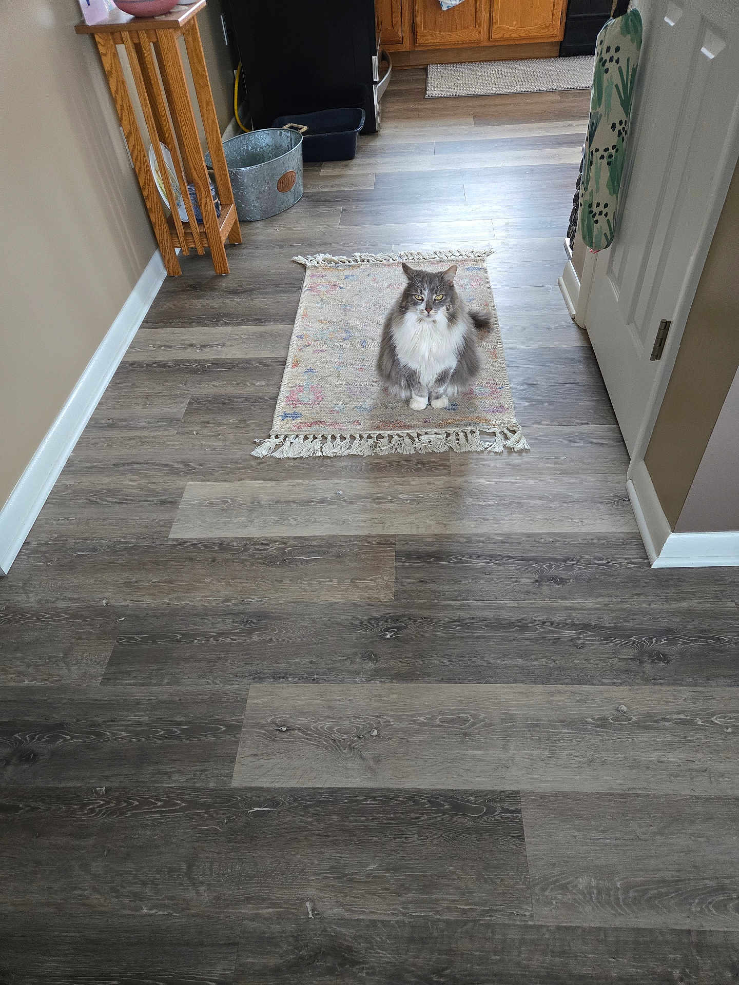 Missy joined the competition — help win amazing prizes! cat, gray_cat, white_cat, fluffy_cat, pet, indoor, rug, wood_floor, hallway, curious, sitting, home, domestic_animal, feline, flooring, yellow_eyes, looking, calm, cozy, quiet