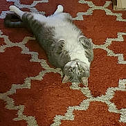 Precious is registered to the contest to win money with this photo: animal, carpet, cat, curled_paws, cute, domestic_cat, feline, floor, fur, gray_cat, indoor, looking_up, lying_down, on_back, patterned_rug, pet, resting, rug, white_cat, wide_eyes