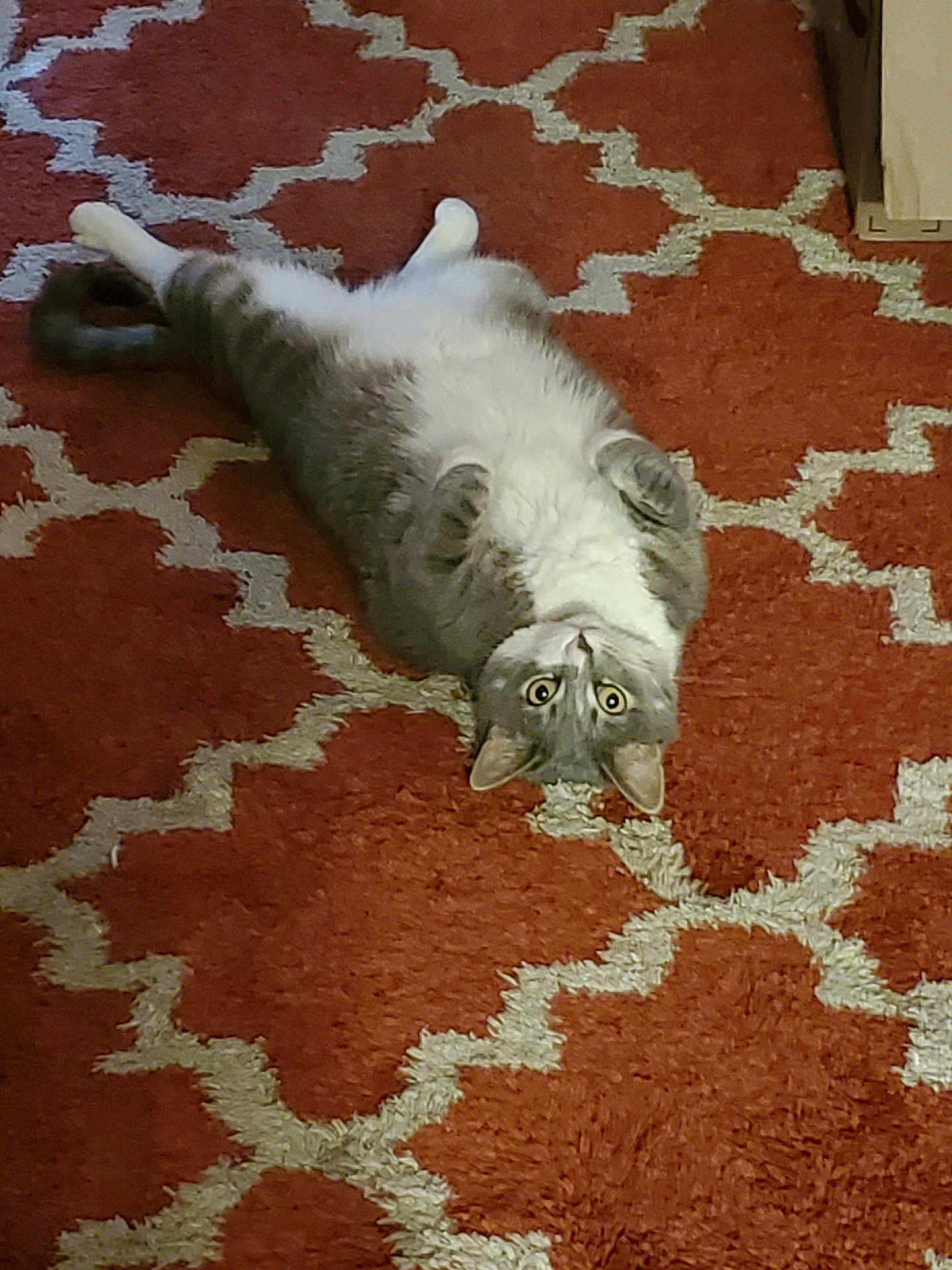 Precious is registered to the contest to win money with this photo: animal, carpet, cat, curled_paws, cute, domestic_cat, feline, floor, fur, gray_cat, indoor, looking_up, lying_down, on_back, patterned_rug, pet, resting, rug, white_cat, wide_eyes