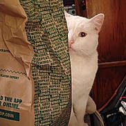 Smudge joined the competition — help win amazing prizes! cat, white_cat, paper_bag, text, indoor, curious, peeking, feline, pet, animal, closeup, brown, wood, clutter, background, domestic, whiskers, ears, eye, face