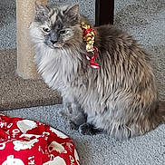 Gracie joined the competition — help win amazing prizes! animal, blanket, carpet, cat, cute, domestic_cat, feline, fluffy, fur, gray_cat, home, indoor, pet, red_blanket, relaxed, ribbon, scratching_post, sitting, still_life, white_pattern