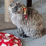 animal, blanket, carpet, cat, cute, domestic_cat, feline, fluffy, fur, gray_cat, home, indoor, pet, red_blanket, relaxed, ribbon, scratching_post, sitting, still_life, white_pattern