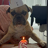 Parker a rejoint le concours — aidez-le/la à gagner de superbes lots ! dog, pug, birthday, party_hat, cake, candle, table, indoor, celebration, pet, animal, light, person_holding_dog, curtains, window, plate, food, home, funny, expression