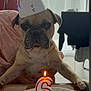 dog, pug, birthday, party_hat, cake, candle, table, indoor, celebration, pet, animal, light, person_holding_dog, curtains, window, plate, food, home, funny, expression