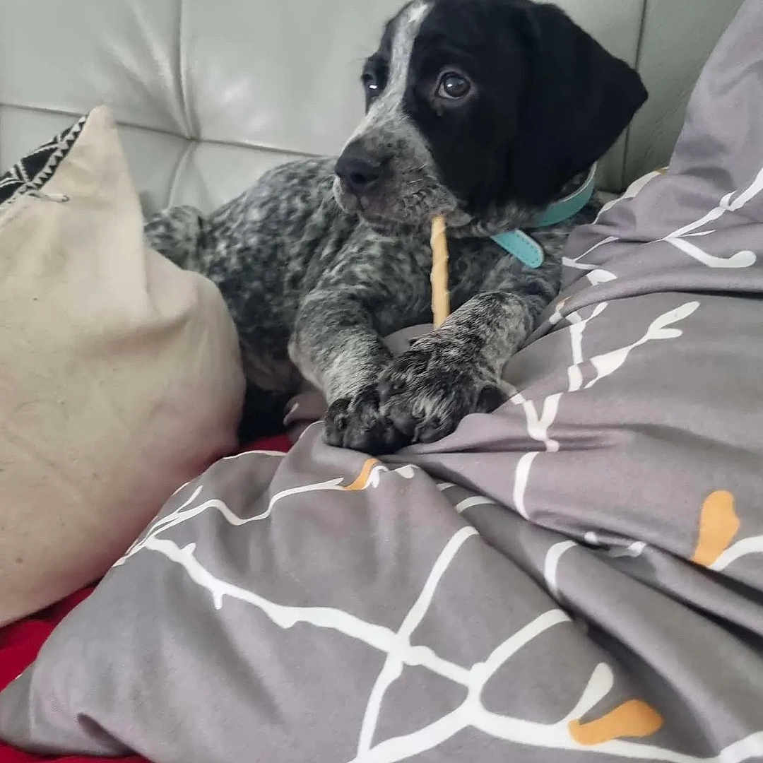 Abby a rejoint le concours — aidez-le/la à gagner de superbes lots ! black_and_white, chew_stick, collar, couch, cozy, curious, cute, dog, domestic_animal, fur, home, indoor, paw, pet, pillows, puppy, relaxed, resting, snout, young_dog