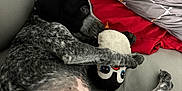 Abby a rejoint le concours — aidez-le/la à gagner de superbes lots ! animal, black_and_white, blanket, couch, cozy, cute, dog, fur, home, indoor, leather, penguin_toy, pet, pillow, playing, plush_toy, puppy, relaxed, resting, spotted