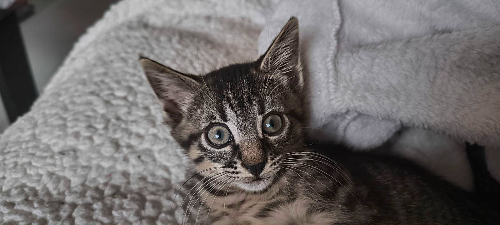 Grizou a rejoint le concours — aidez-le/la à gagner de superbes lots ! art, carnivore, cat, comfort, domestic_short_haired_cat, eye, felidae, fur, grey, head, monochrome, monochrome_photography, small_to_medium_sized_cats, terrestrial_animal, tree, whiskers, wildlife