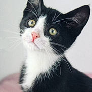 Gato is registered to the contest to win money with this photo: cat, kitten, black_and_white, whiskers, pink_nose, green_eyes, fur, pet, animal, close_up, portrait, curious, young, indoor, soft_light, cute, feline, mammal, domestic_animal, small