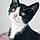 Gato