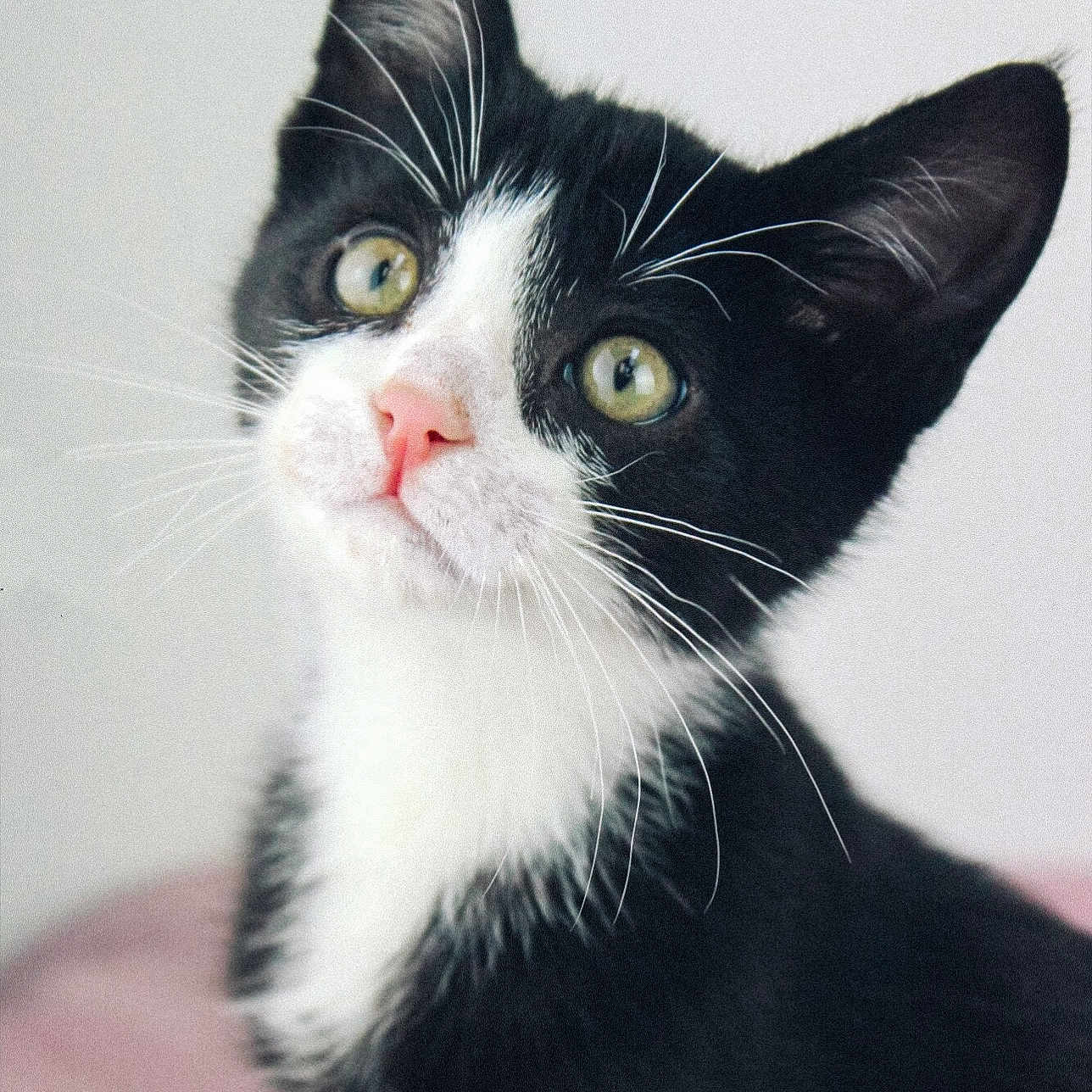 Gato
