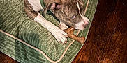 Nugget is registered to the contest to win money with this photo: animal, brown_and_white, canine, chew_toy, collar, dog, domestic, ears, fur, green_cushion, indoor, paw, pet, playful, plush_bed, relaxed, resting, snout, toy, wooden_floor