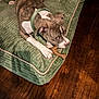 animal, brown_and_white, canine, chew_toy, collar, dog, domestic, ears, fur, green_cushion, indoor, paw, pet, playful, plush_bed, relaxed, resting, snout, toy, wooden_floor