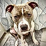 Nugget joined the competition — help win amazing prizes! animal, bathroom, canine, closeup, curtain, dog, ears, eyes, floor, fur, indoor, patterned_background, paw, pet, pitbull, portrait, rug, sitting, snout, white_and_brown