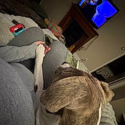 Nugget joined the competition — help win amazing prizes! animal, blanket, comfort, companion, couch, cozy, dog, furniture, gray_clothing, hand, home, indoor, lap, living_room, paw, person, pet, relaxing, resting, television