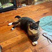 Keanu joined the competition — help win amazing prizes! animal, books, brown, cat, cozy, crossed_paws, feline, flooring, furniture, household, indoor, pet, play_mat, relaxed, sandal, scratching_post, shelf, toy, white_paws, wooden_floor