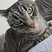 Tom participe au concours pour gagner de l'argent avec cette photo : cat, tabby, close_up, green_eyes, whiskers, indoor, pet, feline, curious, couch, blanket, fur, muzzle, ears, soft, domestic_animal, portrait, animal_face, striped, relaxed