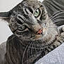 cat, tabby, close_up, green_eyes, whiskers, indoor, pet, feline, curious, couch, blanket, fur, muzzle, ears, soft, domestic_animal, portrait, animal_face, striped, relaxed