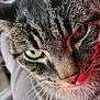 Tom participe au concours pour gagner de l'argent avec cette photo : cat, tabby_cat, close_up, green_eyes, whiskers, fur, pet, indoor, blurred_background, furniture, table, couch, red_fabric, household, animal, face, portrait, domestic, mammal, cute
