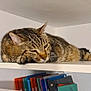 cat, tabby, shelf, folders, resting, indoor, animal, pet, sleepy, feline, office, colorful, documents, relaxed, home, cute, whiskers, ears, fur, lazy