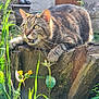 Jerry participe au concours pour gagner de l'argent avec cette photo : cat, tabby_cat, animal, pet, outdoor, garden, tree_stump, plant, greenery, wooden_door, feline, nature, closeup, sunlight, whiskers, meow, curious, mammal, fur, wildlife