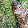 Jerry participe au concours pour gagner de l'argent avec cette photo : cat, tabby_cat, moss, grass, outdoor, animal, pet, whiskers, fur, nature, closeup, cute, laying, greenery, ground, eyes, ears, paws, mammal, relaxed