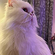 Romeo joined the competition — help win amazing prizes! animal, cat, close_up, curtain, cute, domestic_cat, feline, fluffy, indoor, indoors, long_hair, mammal, pet, pink_nose, portrait, purple_light, relaxed, side_view, whiskers, white_cat