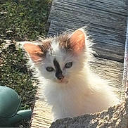 Nessie joined the competition — help win amazing prizes! kitten, cat, animal, fluffy, white, outdoor, sunlight, wood, stone, curious, young, pet, nature, feline, ears, face, fur, greenery, daylight, closeup