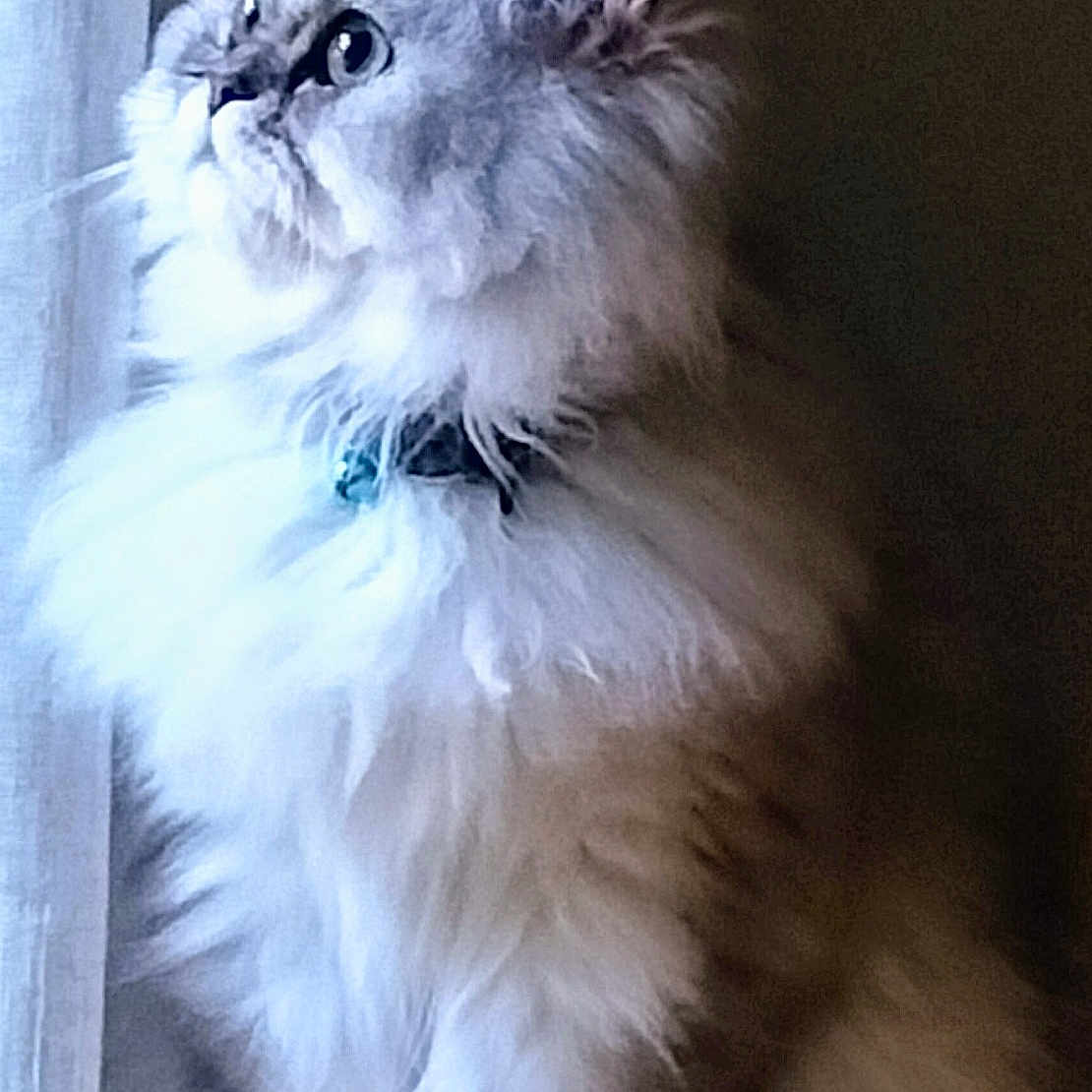 Aslan a rejoint le concours — aidez-le/la à gagner de superbes lots ! animal, calm, cat, close_up, curtain, domestic_animal, feline, fluffy, furry, indoor, long_hair, looking, paws, pet, portrait, side_view, sitting, soft_light, whiskers, window